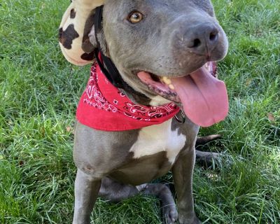 Lenny - American Staffordshire Terrier & Pit Bull Terrier Mix Male Dog for Adoption