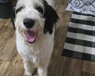 Snoopy - Goldendoodle Male Dog for Adoption