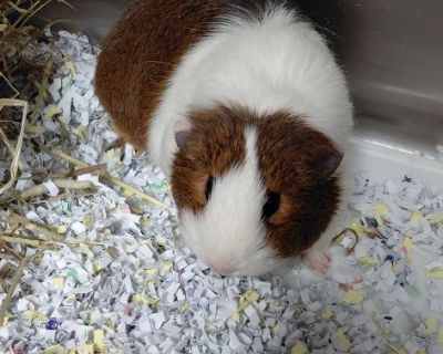 choco - Guinea Pig Female for Adoption