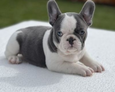 French Bulldog Puppy