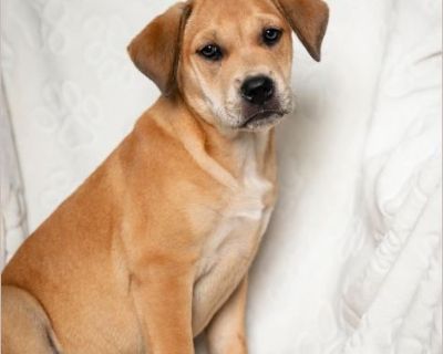 Bubbles - Female Puppy Lab / German Shepherd for Adoption