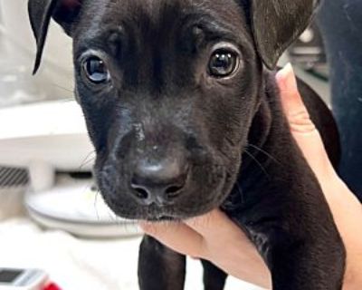 Bogey - Labrador Retriever/American Pit Bull Terrier Mix Male Puppy for Adoption