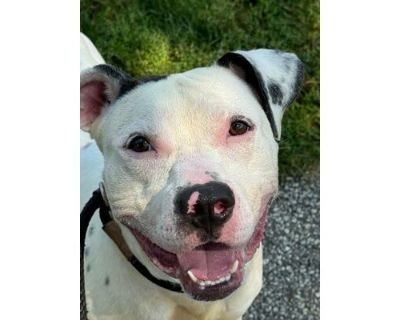 Phillip - American Pit Bull Terrier/Mixed Breed (Medium) Mix Male Dog for Adoption