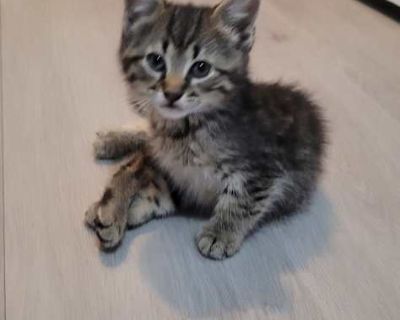 Primrose - American Shorthair Female Cat for Adoption