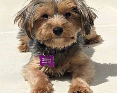 Posie - Yorkie, Yorkshire Terrier Female Dog for Adoption