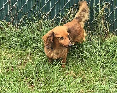 Skittles - Dachshund Female Dog for Adoption