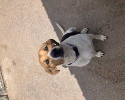 Peaches - Hound (Unknown Type) Female Dog for Adoption