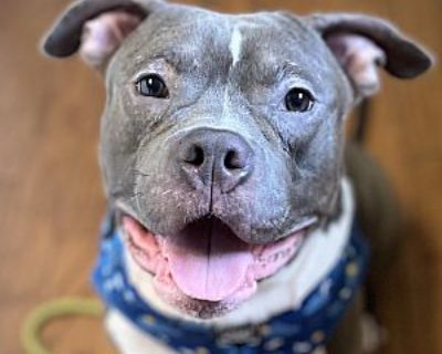 Porkchop~meet me! - American Staffordshire Terrier Male Dog for Adoption