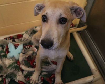 Health Vaccinations up to date, spayed / neutered.. Puppy Female Medium Yellow / Tan / Blond / Fawn