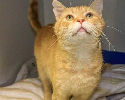Candy Corn - Domestic Shorthair Male Cat for Adoption