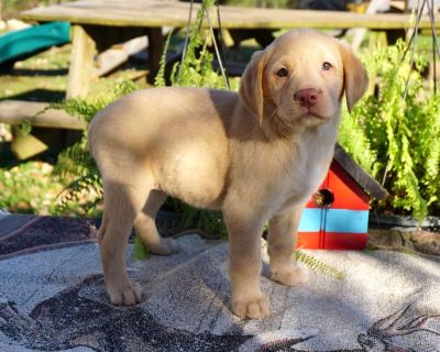Lovebug - 7 Weeks Female Yellow Labrador Retriever Puppy for Sale