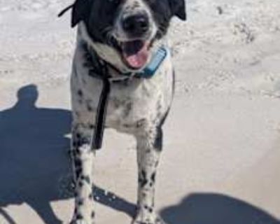 Theo - Mutt/Australian Cattle Dog Mix Male Dog for Adoption