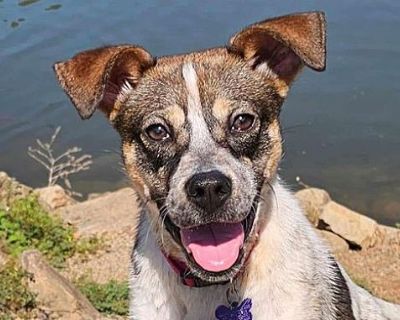 Milicent - Australian Cattle Dog/Beagle Mix Female Dog for Adoption