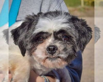 Carnegie - Male Shih Tzu Adult Dog for Adoption