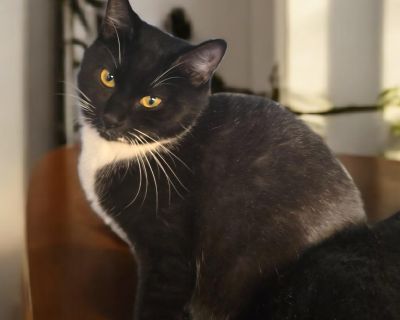 Esmerelda - Tuxedo & Domestic Short Hair Mix Female Cat for Adoption