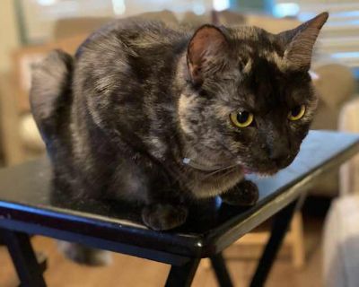 Arya - Maine Coon Female Cat for Adoption