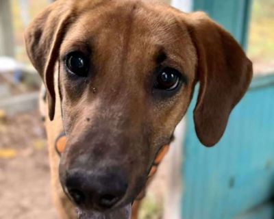 Wednesday - Labrador Retriever Female Puppy for Adoption