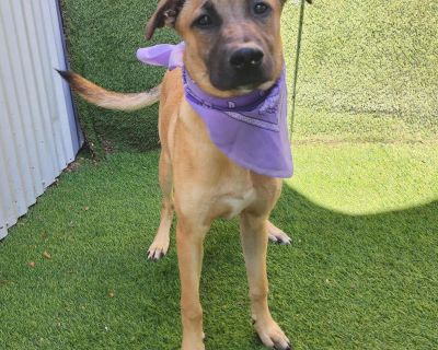 Meet the happy-go-lucky boy Turk! Turk is a little shy at first, but he warms up fairly quickly and once he realizes you re his buddy, he becomes a playful, happy boy ready for fun. This handsome 8-month-old German Shepherd mix weighs about 42 pounds and is the perfect blend of friendly, affectionate, and fun-loving. He has a big heart and a growing confidence that shines through as soon as he ...