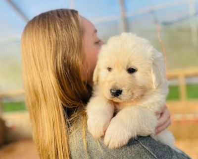 Golden retriever shops puppies champdogs