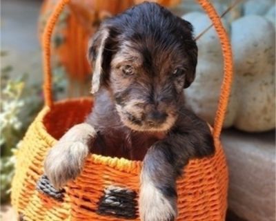 Bronco - Male Doodle-Goldendoodle Mix Puppy for Sale