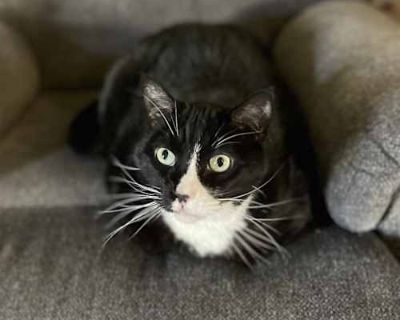 Spayed / Neutered. Breed American Shorthair Color Black (All)/White Age 13 years 6 months old, Senior Sex Male Pet ID 8273 Hair Length