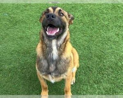 Adult * Location Orange, CA, 92868 USA USA *. Dog Breed: Belgian Shepherd Malinois / Mixed (medium coat). Physical Attributes Coat Length: Medium Additional Information Was the Dog Found No