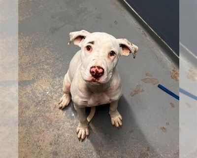 MRS. PEABODY - American Staffordshire Terrier Mix Female Puppy for Adoption