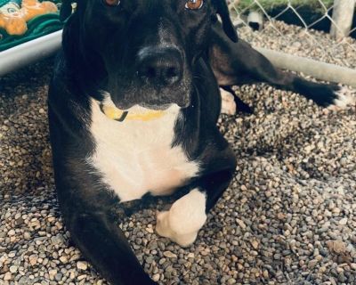 Celeste - Black Labrador Retriever Mix Female Dog for Adoption