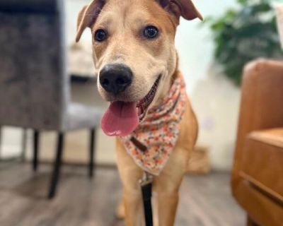 Sandy is as sweet as her name! This gentle 6-month-old pup has the dreamiest sandy-colored coat thats as soft as velvetperfect for endless snuggles on the couch. Shes a total heart-stealer with her soulful eyes, sweet personality, and calm, cuddly nature. If youre looking for a puppy whos just as beautiful on the outside as she is on the inside, Sandy is your girl. See her sweet self shine in h...