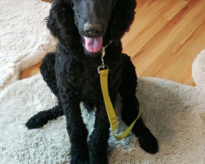 Standard Poodle Puppies