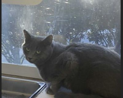 Baloo - Russian Blue Mix Male Cat for Adoption