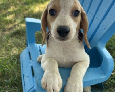 Adorable pure bred beagle puppies available. They'll come up to date on vaccines and deworming. Also comes with our one year health guarantee. Taking deposits now to reserve.