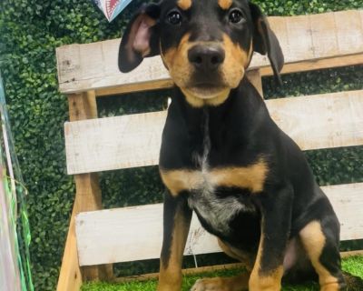 The Sensational Seth Skyfire - Rottweiler Mix Male Puppy for Adoption