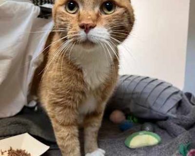 Toby - Domestic Shorthair Male Cat for Adoption
