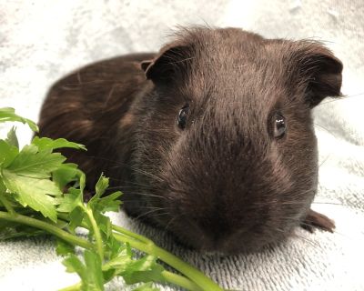 Lunar - Guinea Pig Male for Adoption