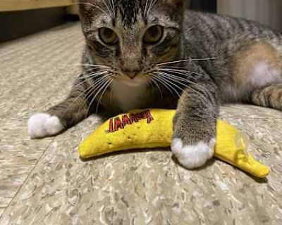 Hunter - Domestic Shorthair Male Cat for Adoption