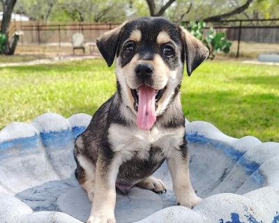 Legend is a playful, outgoing 6 week old lab/husky mix that weighs 5 lbs. He is estimated to be around 40-50 lbs once he is full grown. Legend is the class clown of his litter, and always finds ways to entertain himself and everyone around him with his silly puppy antics. He's very affectionate and never turns down a chance to snuggle up with his humans. He loves to share his sweet puppy kisses...