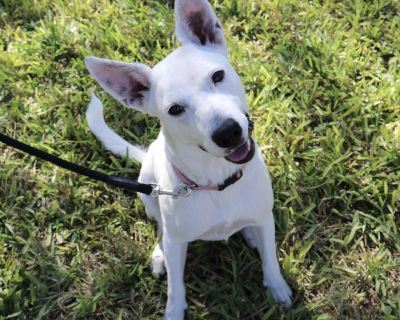 Playful and Energetic Sasha - German Shepherd Dog & Labrador Retriever Mix Female Dog for Adoption