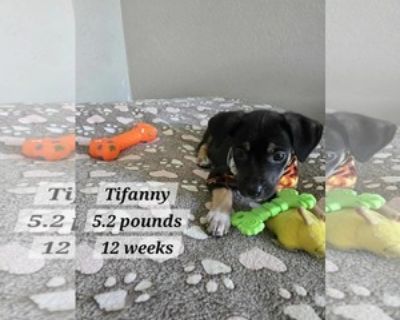 Young * Location Virginia Beach, VA, 00794 USA USA *. Dog Breed: Chihuahua / Labrador Retriever / Mixed (short coat). Adoption Fee: 395. Meet Taylor, Trixie, and Tiffany! These adorable 12-week-old pups are under 6 lbs and ready to find their forever homes! They ve received their age-appropriate vaccinations and are all set to catch their freedom flight from Puerto Rico to the States. Once full...