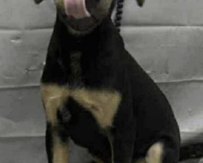 Cappy - Hound & Shepherd Mix Male Puppy for Adoption