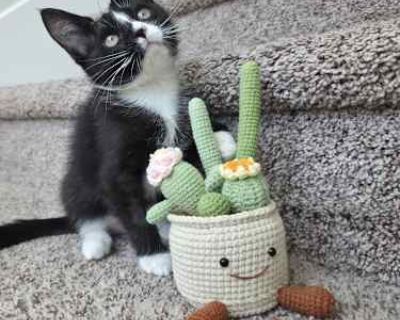Beanie - Domestic Shorthair Cat for Adoption
