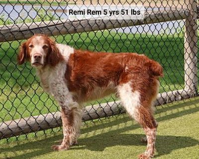 OK\/Remi Rem - Brittany Male Dog for Adoption