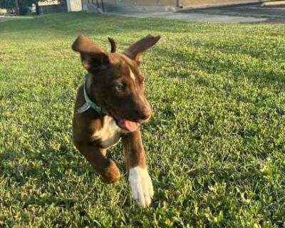 Dixie - Labrador Retriever/Shepherd (Unknown Type) Mix Female Puppy for Adoption