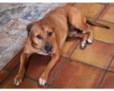 Adopt ZEKE a Pit Bull Terrier, Mixed Breed