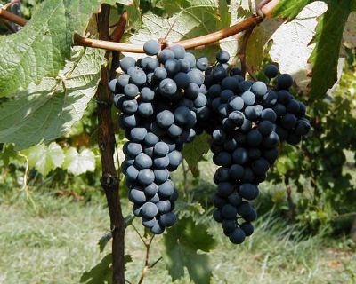 GRAPES, CORONATION TABLE GRAPES