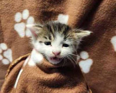 I am a 2m old, Male, Domestic Shorthair mix. I am neutered, microchipped and up to date on my vaccinations and preventions. Come and visit me today!. Breed Domestic Shorthair Color Gray or Blue (Mostly) Age 2 months old, Kitten Sex Male Pet ID 59566184 Hair Length short