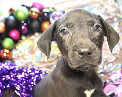 Evie - Pit Bull Terrier/Labrador Retriever Mix Female Puppy for Adoption