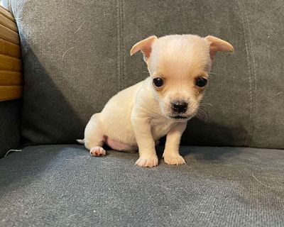 Willy - Chihuahua Male Puppy for Adoption