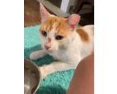 Adopt Rowboat a Orange or Red (Mostly) Domestic Shorthair (short coat) cat in