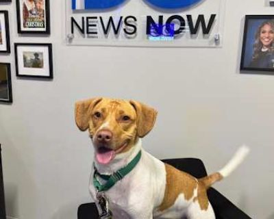 Croissant - Border Terrier/Terrier (Unknown Type, Medium) Mix Female Dog for Adoption